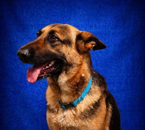 REGINA GEORGE - German Shepherd Dog for adoption in Pearland