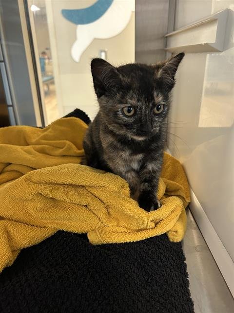 WINTER - Domestic Short Hair available for adoption