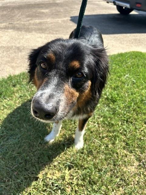 BARKLEY - Australian Shepherd available for adoption