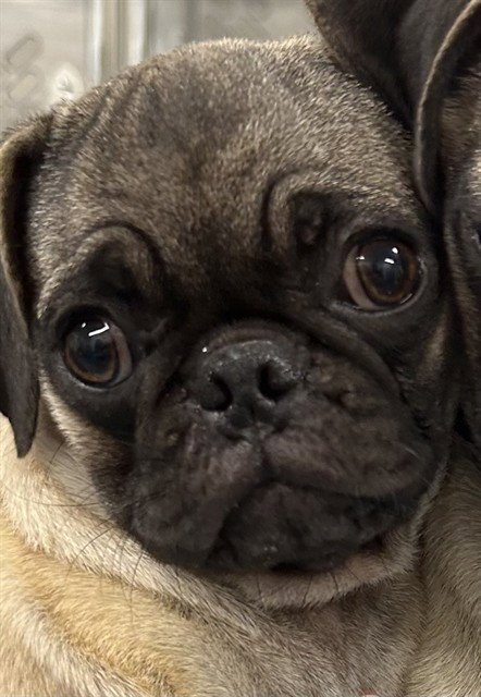 LOLA