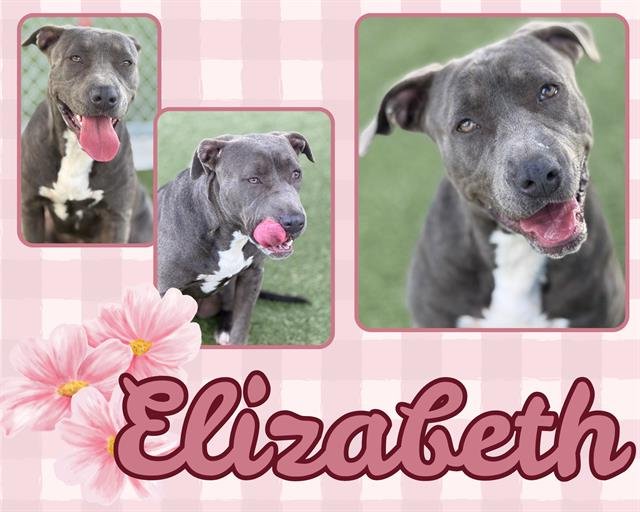 ELIZABETH - Pit Bull Terrier available for adoption