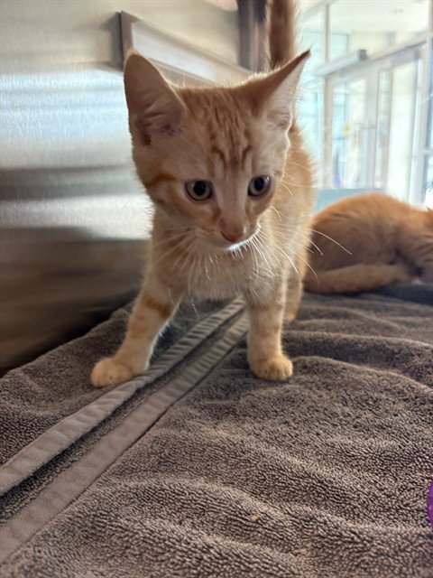 PEPSI - Domestic Short Hair available for adoption