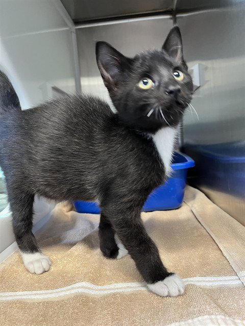 DALLAS - Domestic Short Hair available for adoption