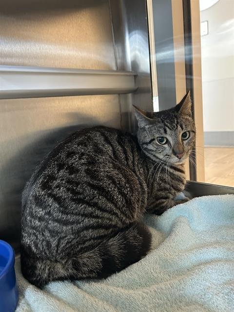 PETER - Domestic Short Hair available for adoption