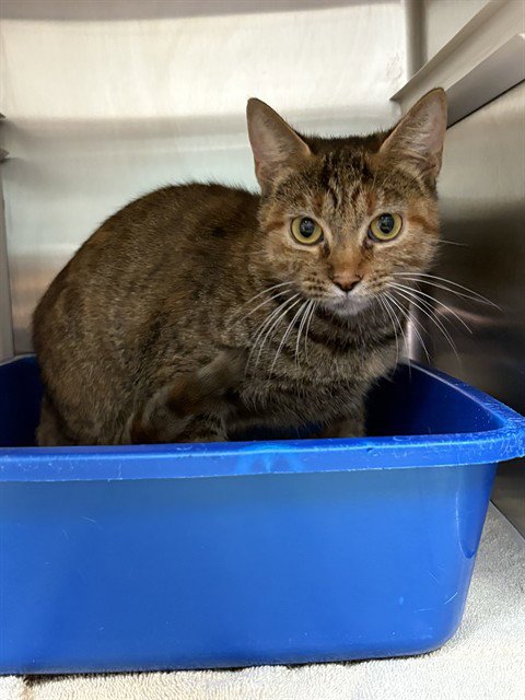 MEOWLY CYRUS - Domestic Short Hair available for adoption