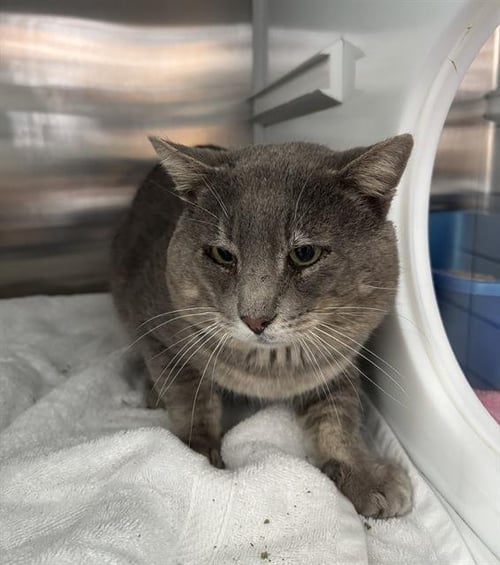 GREG - Domestic Short Hair available for adoption