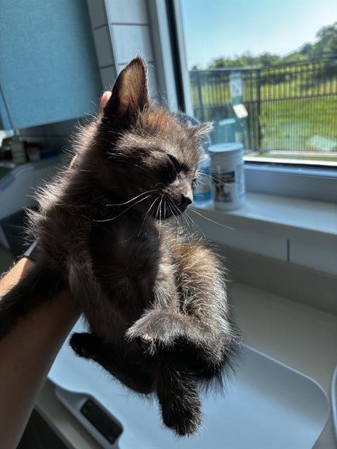 LOGAN - Domestic Medium Hair for adoption in Pearland