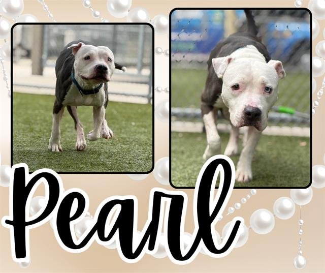 PEARL - Pit Bull Terrier available for adoption