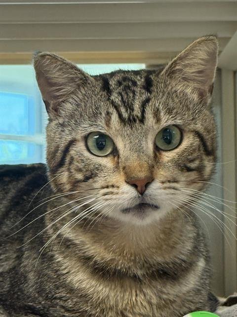 OBI-WAN CATNOBI - Domestic Short Hair available for adoption