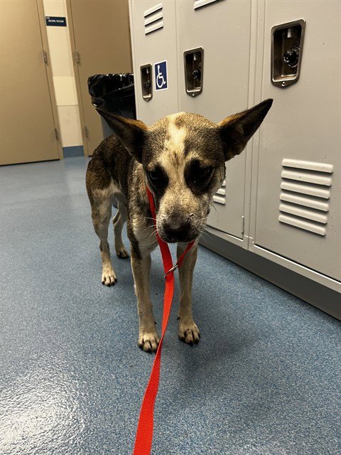 ZOBOOMAFOO - Australian Cattle Dog/Blue Heeler available for adoption