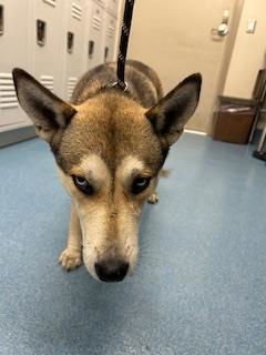 ROXY - Siberian Husky / American Staffordshire Terrier available for adoption