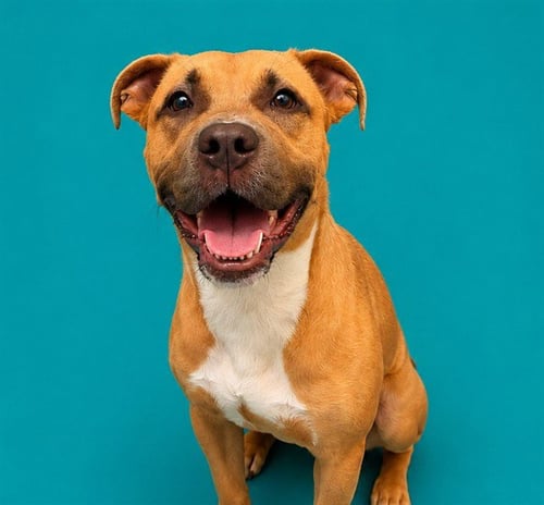 BUFFY - Pit Bull Terrier for adoption in Pearland