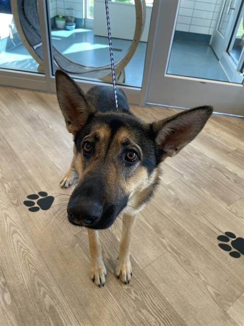 MORA ROSE - German Shepherd Dog available for adoption