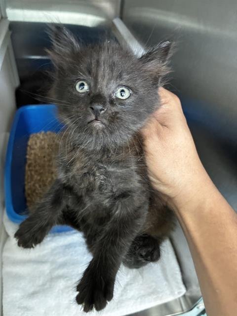 ALYNNA - Domestic Medium Hair for adoption in Pearland