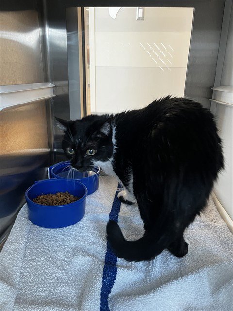 OREO - Domestic Medium Hair for adoption in Pearland