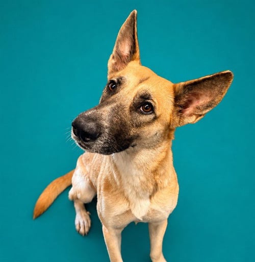 CHIPPY - German Shepherd Dog available for adoption