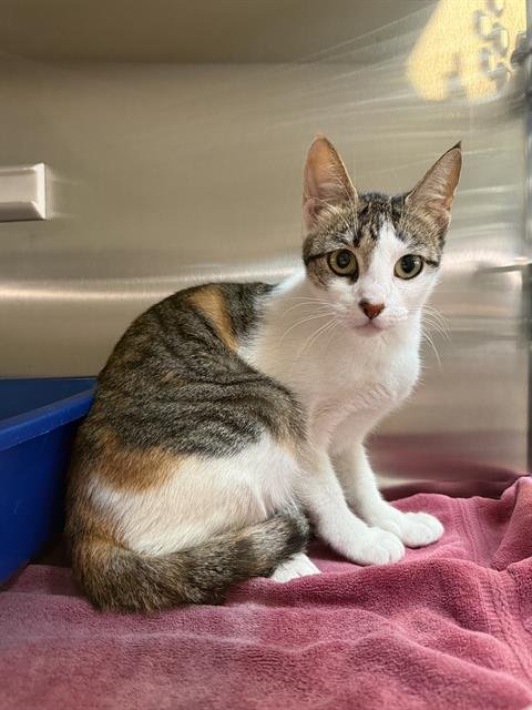 ROSE - Domestic Short Hair available for adoption