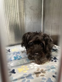 PEANUT - Photo 1