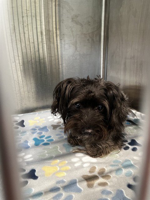 PEANUT - Maltese / Poodle (Miniature) available for adoption
