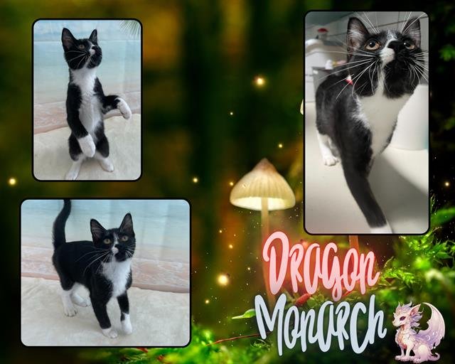 MISSY - Domestic Short Hair available for adoption