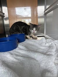 PURRANORMAL ACTIVITY - Photo 1