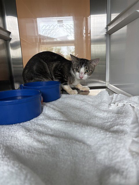PURRANORMAL ACTIVITY - Domestic Short Hair available for adoption