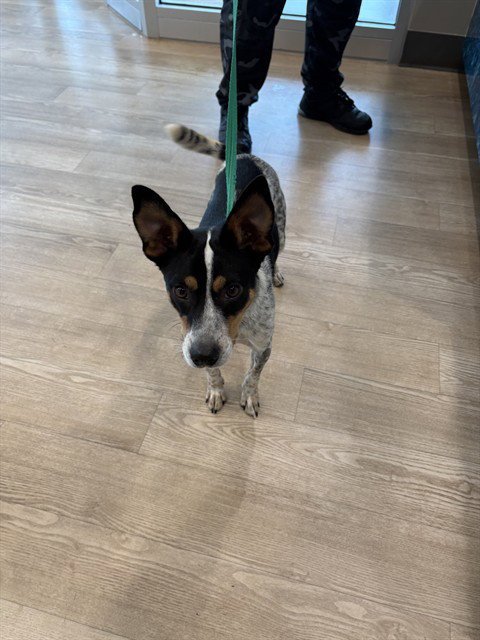 CHICKEN NUGGET - Australian Cattle Dog/Blue Heeler available for adoption