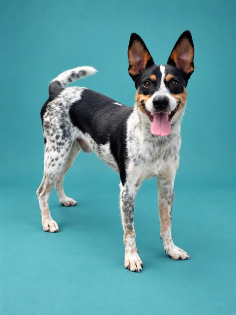 CHICKEN NUGGET - Australian Cattle Dog/Blue Heeler available for adoption