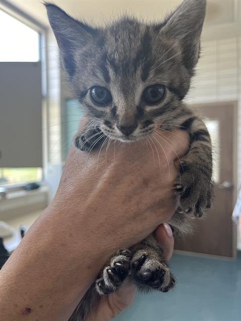 DIANA - Domestic Short Hair available for adoption