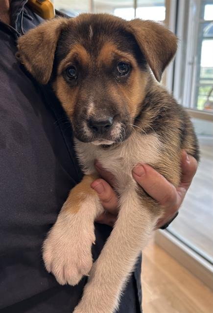 WILLOW - Beagle / German Shepherd Dog available for adoption