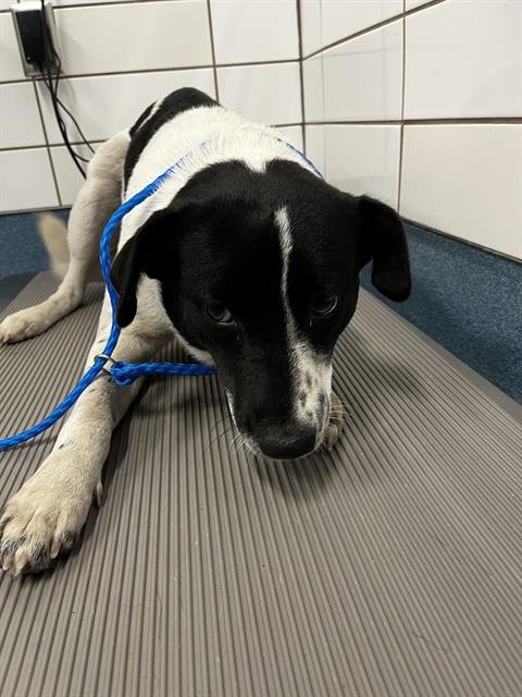 AUTUMN - German Shorthaired Pointer available for adoption