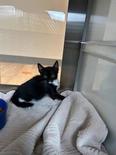 VIDALIA - Domestic Short Hair available for adoption