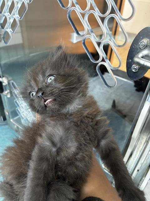 ROSIE - Domestic Medium Hair for adoption in Pearland