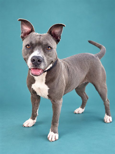 RIVER - Pit Bull Terrier available for adoption