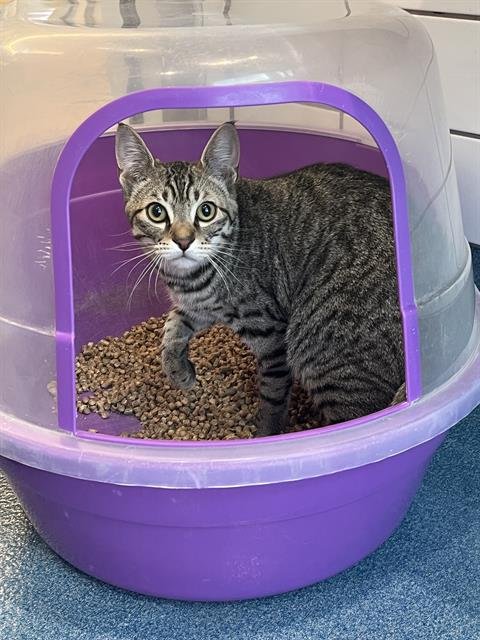 ART - Domestic Short Hair available for adoption