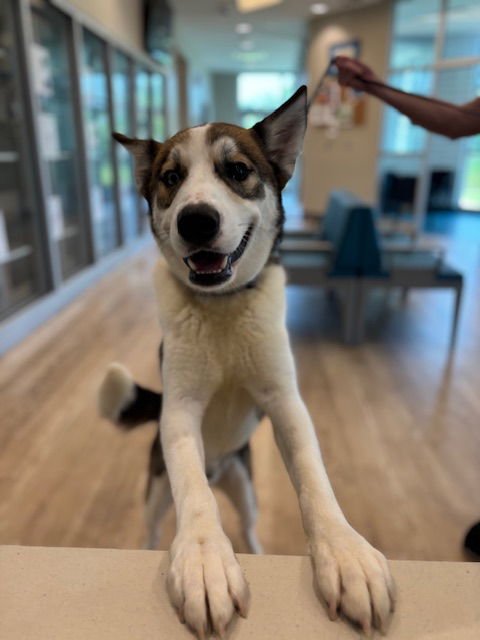 ROBERTO - Husky available for adoption