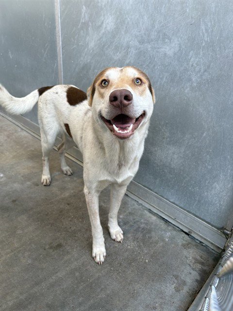 STEER - Husky available for adoption