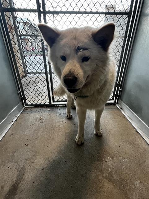 KUMA - Chow Chow available for adoption