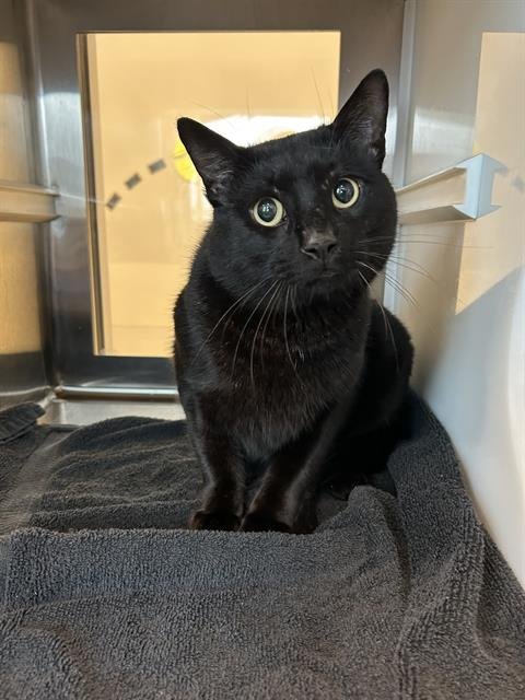 PANTHER - Domestic Short Hair available for adoption