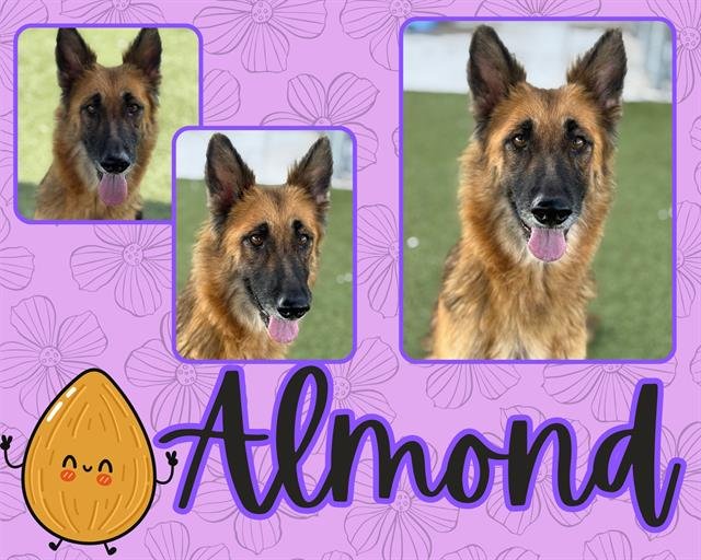 ALMOND - German Shepherd Dog available for adoption