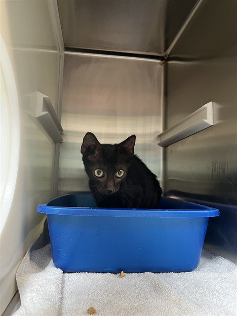 BUBBLICIOUS - Domestic Short Hair for adoption in Pearland