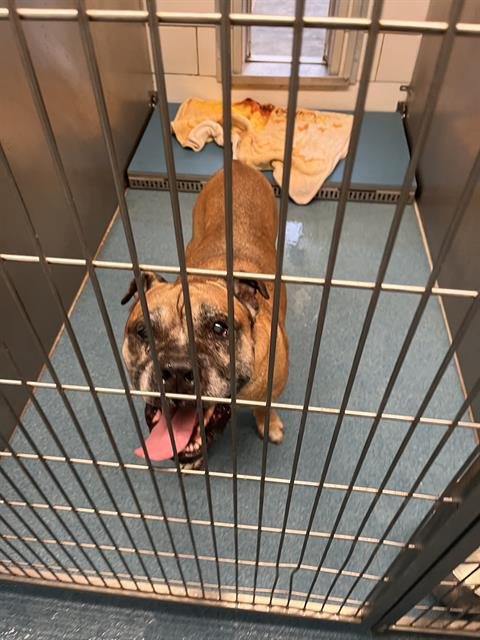 RAY - Bullmastiff available for adoption