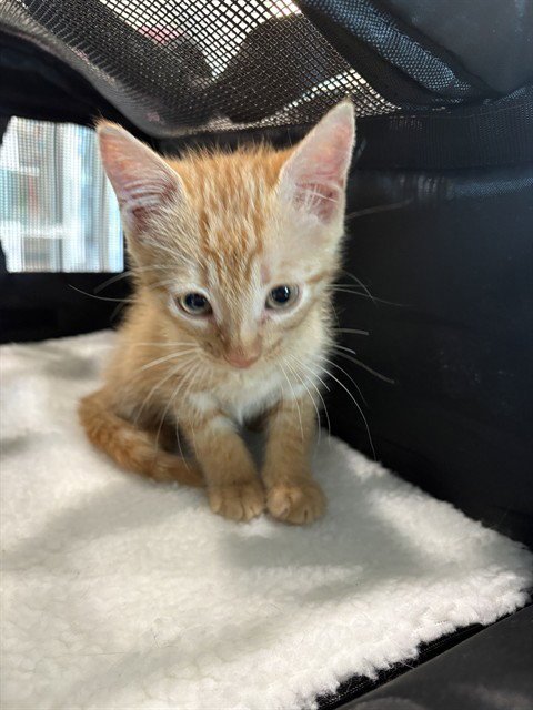 CANDY CORN - Domestic Short Hair available for adoption