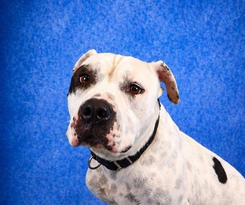 SPOT - Pit Bull Terrier for adoption in Pearland