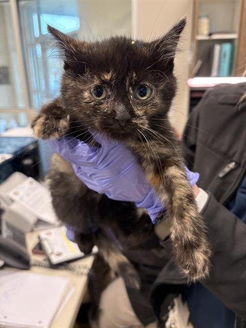 OKAPI - Domestic Short Hair available for adoption