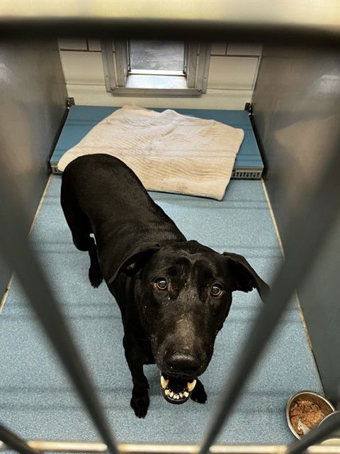 LUNA - Labrador Retriever available for adoption