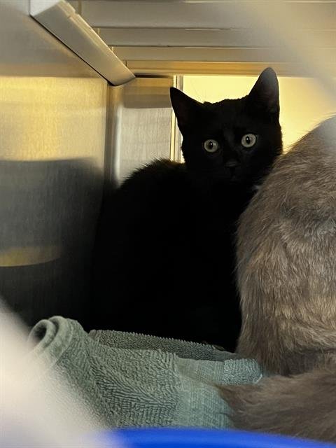 SNACKS - Domestic Short Hair available for adoption