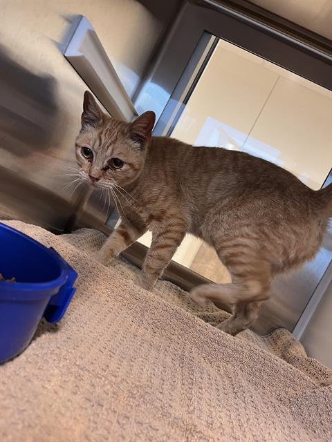 CHEETAH - Domestic Short Hair available for adoption