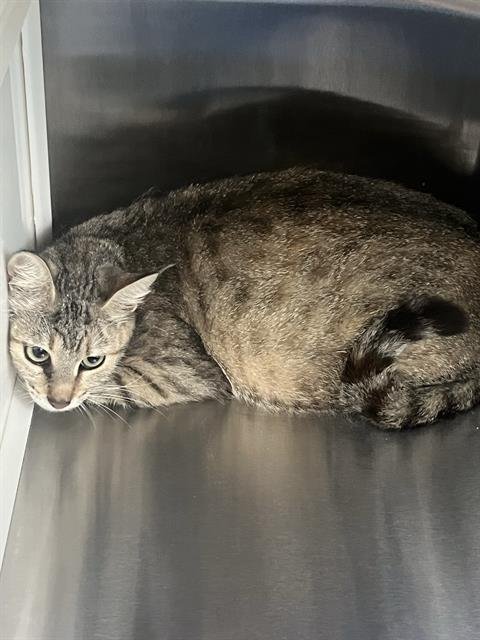 ROE - Domestic Short Hair for adoption in Pearland
