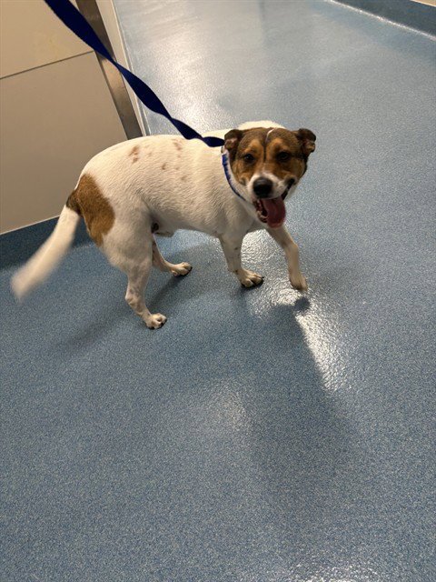 CHECKER - Beagle available for adoption